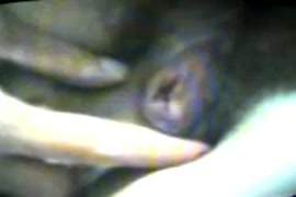 Sex pirka hopra